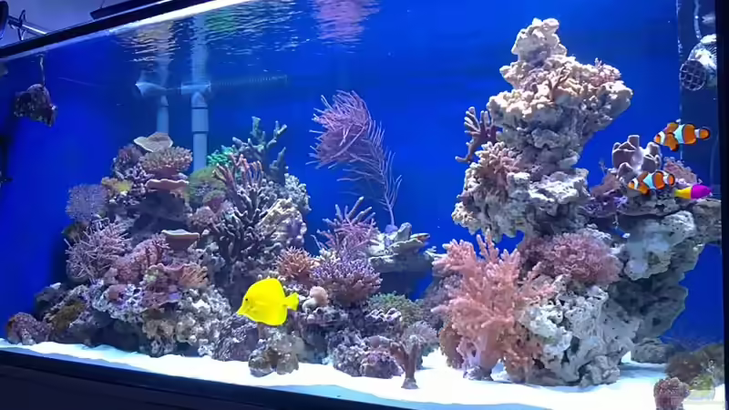 Aquarium Becken 19408 von Andre Walz (3)