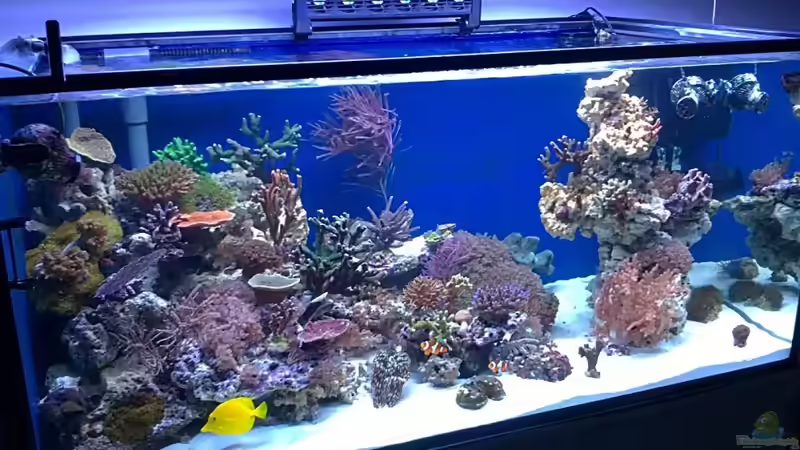 Aquarium Becken 19408 von Andre Walz (4)