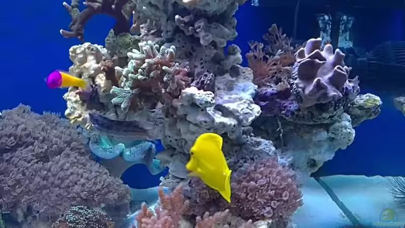 Aquarium Becken 19408 von Andre Walz (7)