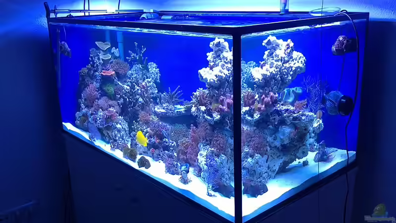 Aquarium Becken 19408 von Andre Walz (8)