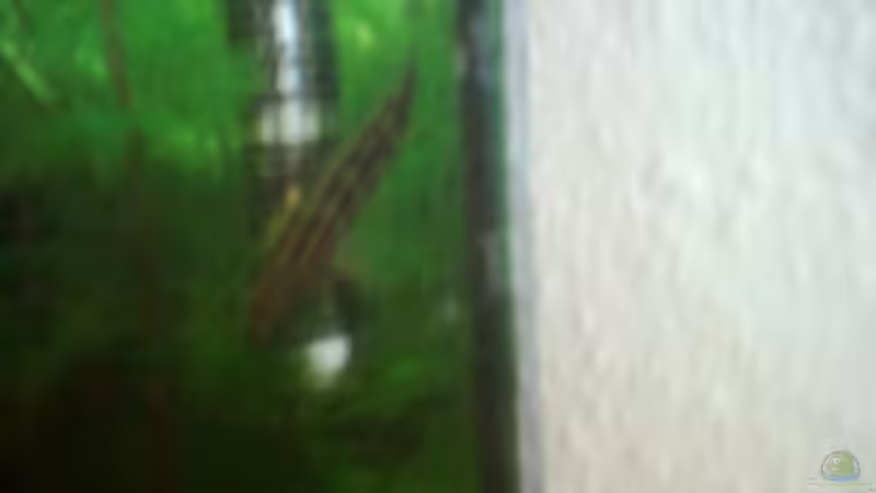 Aquarium Becken 1947 von Dennes Schwemer (2)