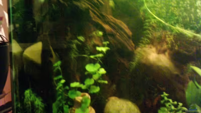 Aquarium Becken 1947 von Dennes Schwemer (5)