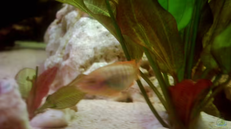 Aquarium Becken 1947 von Dennes Schwemer (7)