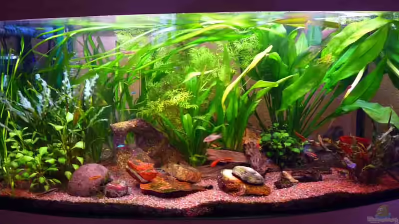 Aquarium Becken 19480 von Ocean Soul (2)