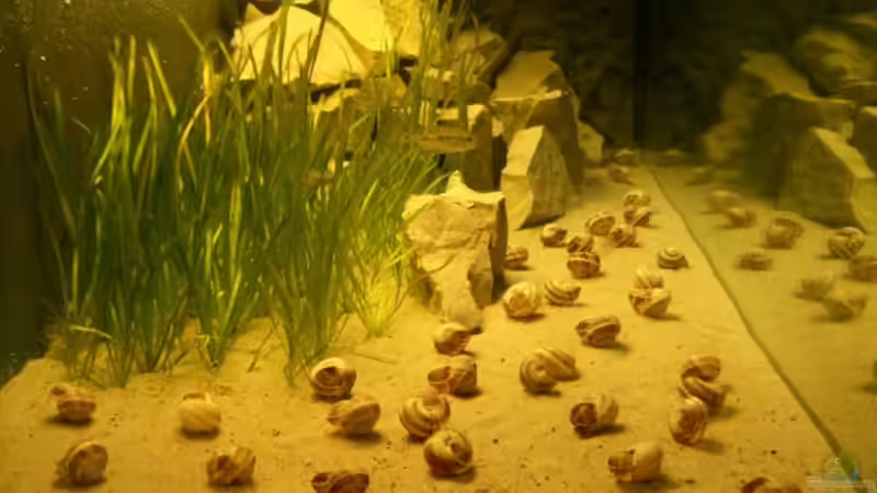 Aquarium Becken 1951 von Frank Muth (3)