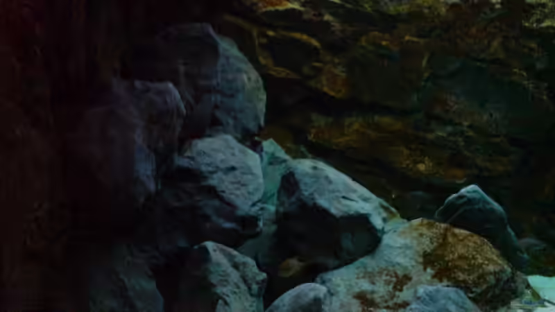 Aquarium Becken 1954 von Clermont (3)