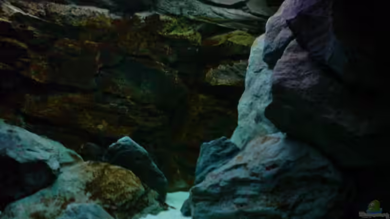 Aquarium Becken 1954 von Clermont (4)