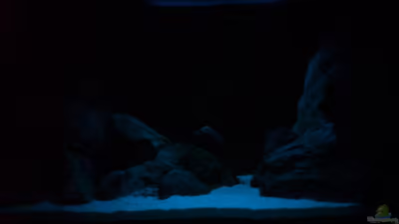 Aquarium Becken 1954 von Clermont (5)