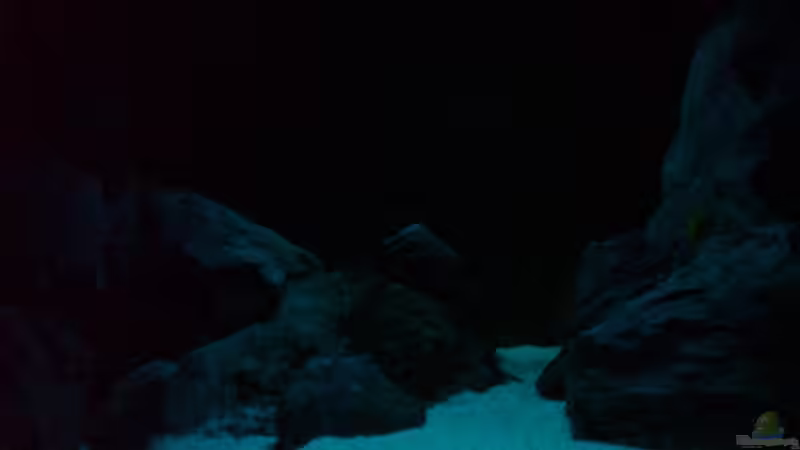 Aquarium Becken 1954 von Clermont (7)