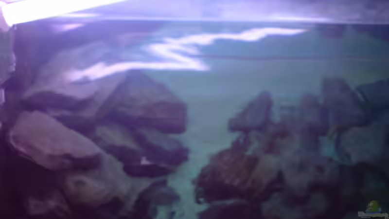 Aquarium Becken 1954 von Clermont (8)