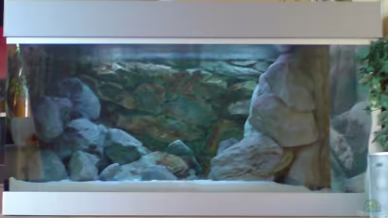 Aquarium Becken 1954 von Clermont (9)