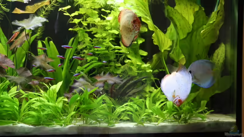 Aquarium Becken 19557 von Thomas Brandt (2)