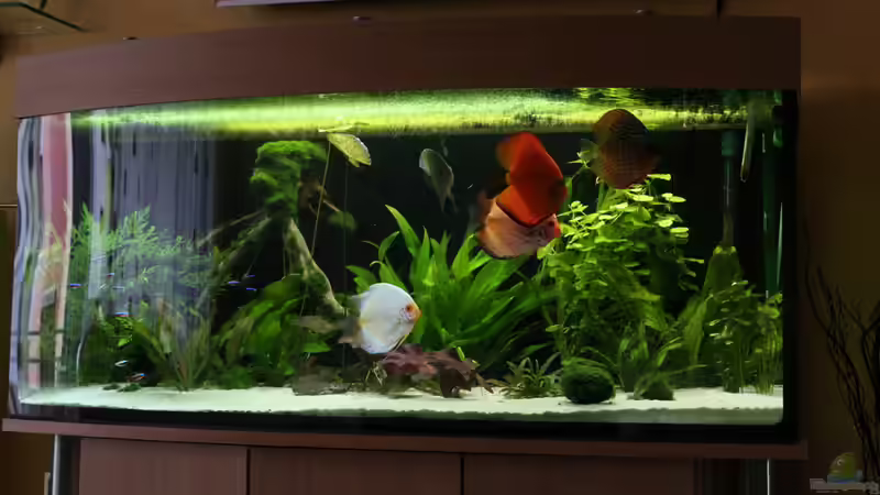 Aquarium Becken 19557 von Thomas Brandt (5)