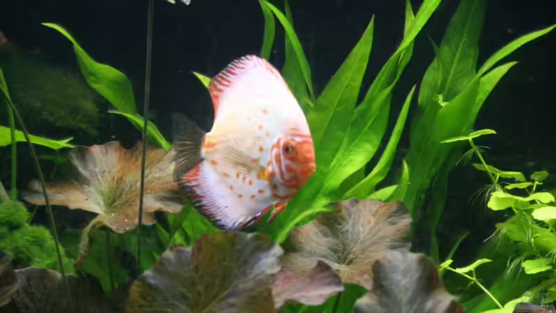 Aquarium Becken 19557 von Thomas Brandt (6)