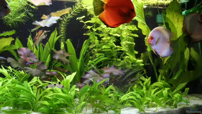 Aquarium Becken 19557 von Thomas Brandt (7)