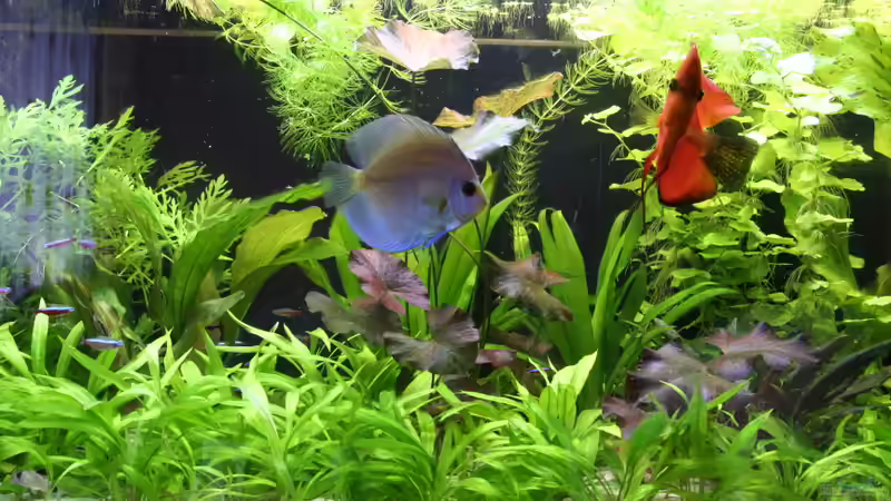 Aquarium Becken 19557 von Thomas Brandt (8)