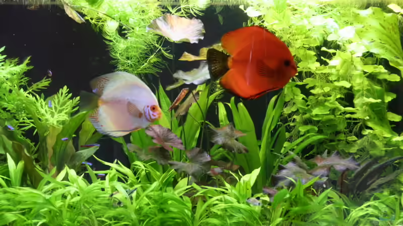 Aquarium Becken 19557 von Thomas Brandt (9)