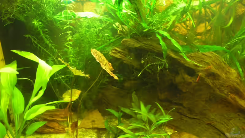 Aquarium Becken 19623 von Morten (2)