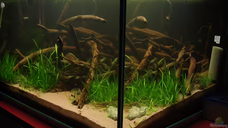 Aquarium Becken 1963 von Beyer Korbinian (2)