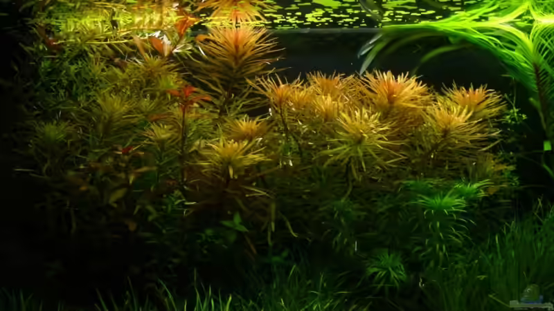 Aquarium Becken 1966 von Patrick Stobbe (2)