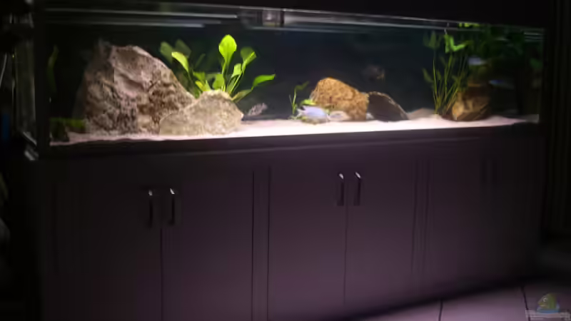 Aquarium Becken 197 von Patrick Gutmann (4)