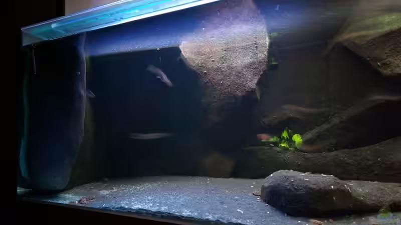 Aquarium Becken 1971 --!!Zum Verkauf!!-- von Tobias Laudenberg (2)