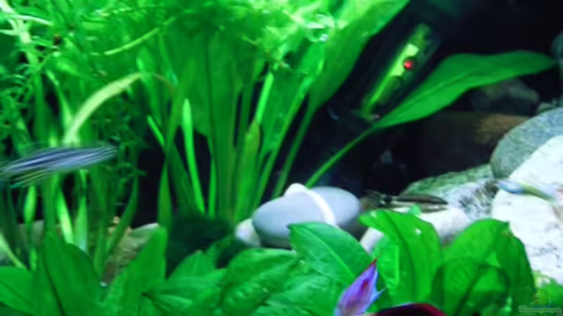 Aquarium Becken 1976 von Martin Kind (11)