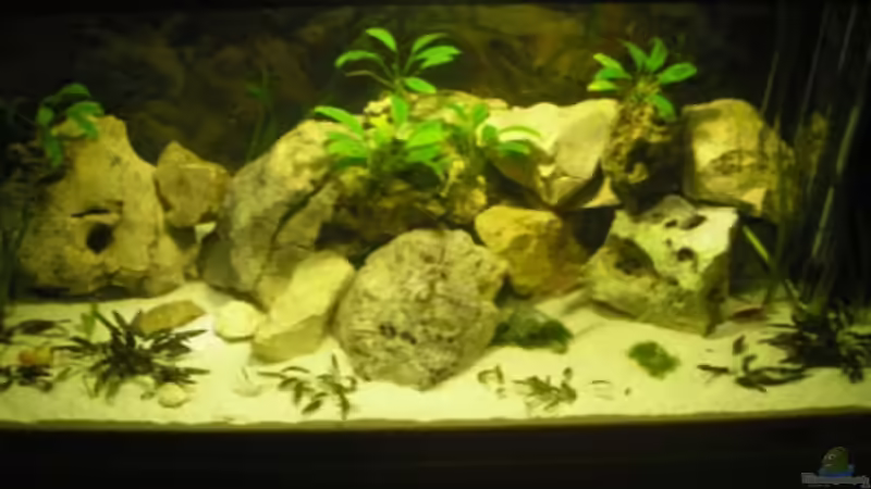 Aquarium Becken 19811 von guido400 (3)