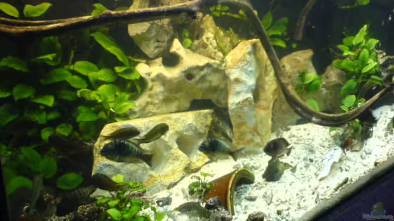 Aquarium Becken 1982 von Markus Ludwar (3)