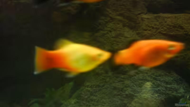 Aquarium Becken 1982 von Markus Ludwar (4)