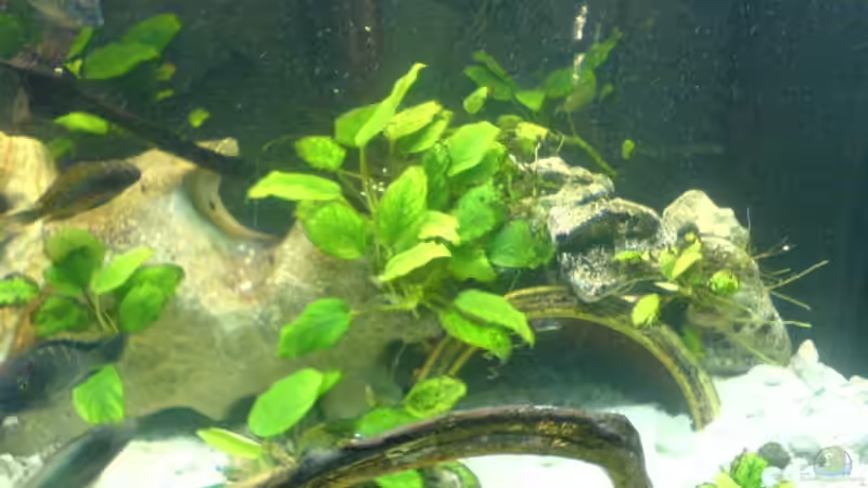 Aquarium Becken 1982 von Markus Ludwar (5) (11)