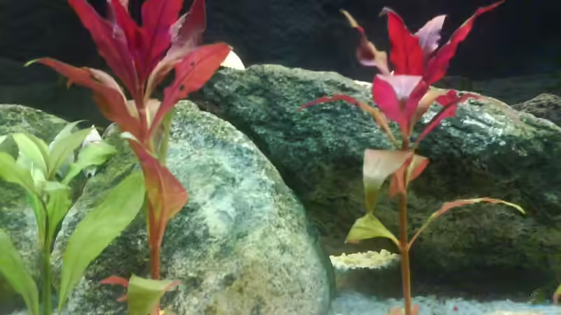 Aquarium Becken 1982 von Markus Ludwar (6)