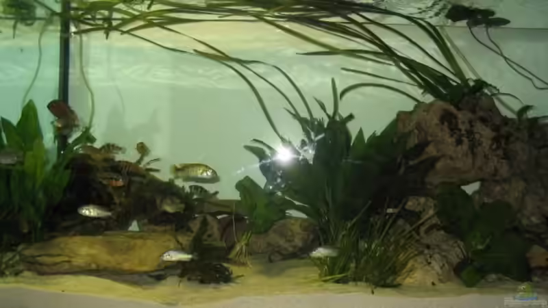 Aquarium Becken 199 von Katrin Bärwald (3)