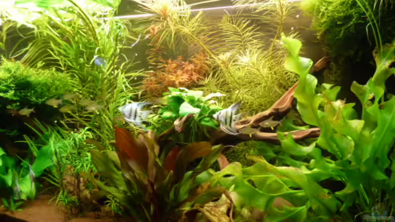 Aquarium Becken 19991 von DieDa84 (2)