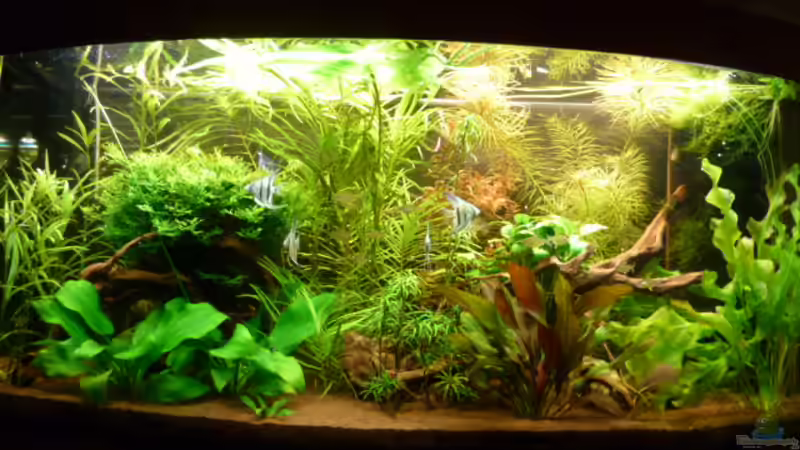 Aquarium Becken 19991 von DieDa84 (4)