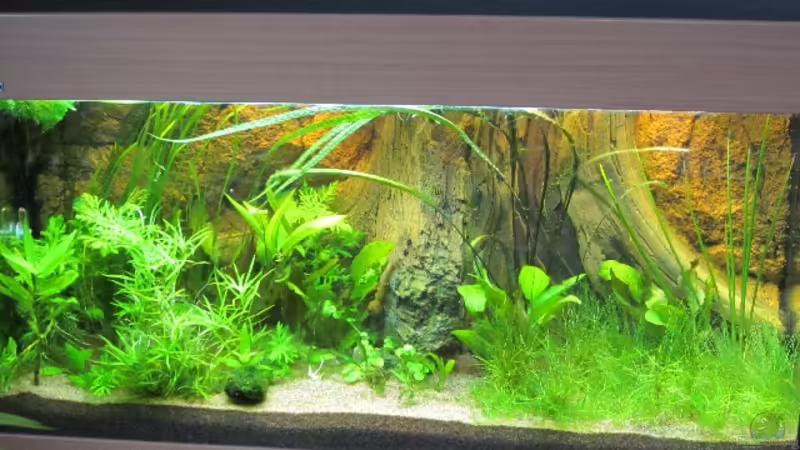 Aquarium Becken 20091 von gabbel (2)