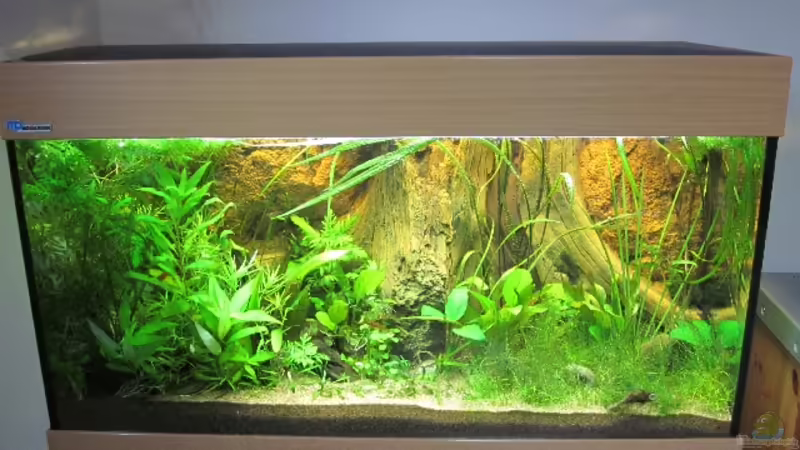 Aquarium Becken 20091 von gabbel (3)