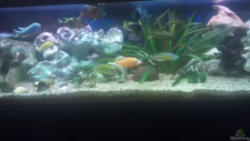 Aquarium Becken 20111 von Doscom (2)