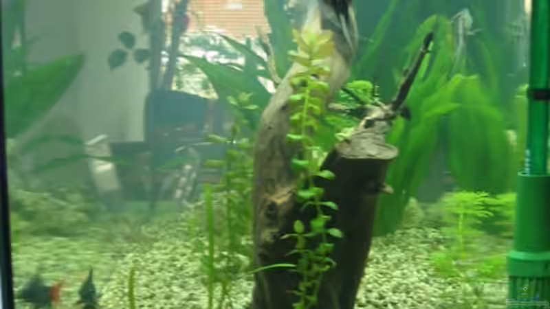 Aquarium Becken 2020 von Oliver Fischer (3)