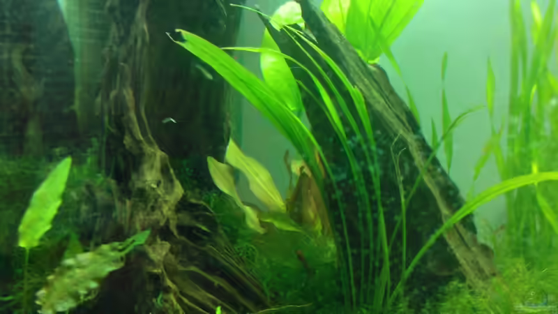 Aquarium Becken 20217 von ehemaliger User (11)
