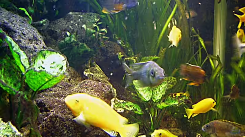 Aquarium Becken 2023 von Thomas Müller (2)