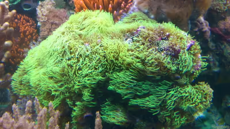 Aquarium Becken 20235 von Bluewater (5)