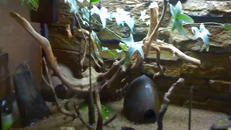 Aquarium Becken 20256 von Schlammspringer (2)