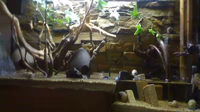 Aquarium Becken 20256 von Schlammspringer (4)