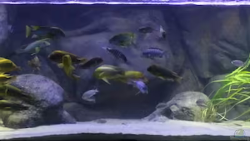 Aquarium Becken 20323 von Dynnarts (2)