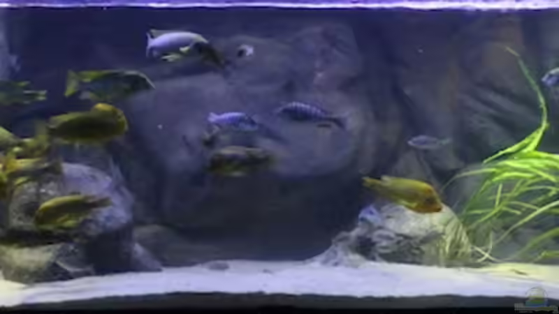 Aquarium Becken 20323 von Dynnarts (3)