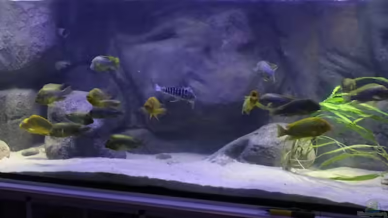 Aquarium Becken 20323 von Dynnarts (4)