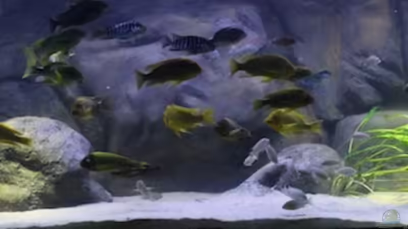 Aquarium Becken 20323 von Dynnarts (5)