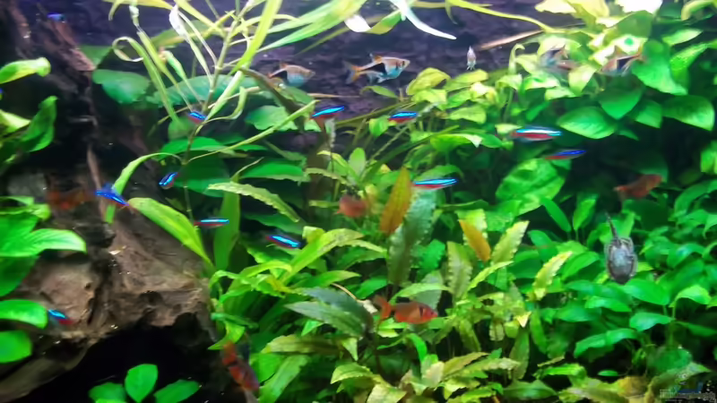 Aquarium Becken 20335 von Niko P. (2)