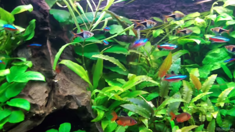 Aquarium Becken 20335 von Niko P. (3)